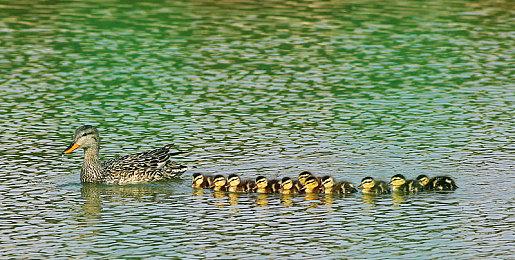 《艾尔登法环：黑夜君临》全球各地PC＆主机解锁时间公布